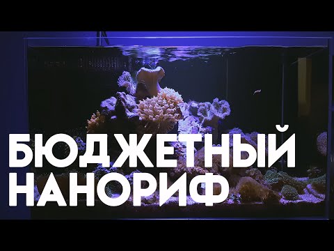 Видео: бюджетный морской наноаквариум.