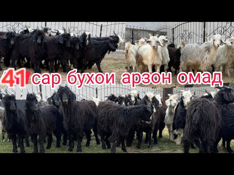 Видео: БУЗХОИ АРЗОН ОМАД СРОЧНА БЕНТОН ФУРУШИ  АДРЕС Ш ХУЧАНД МОЛБОЗОРИ ХУДЖАНД ТОЖИКИСТОН 