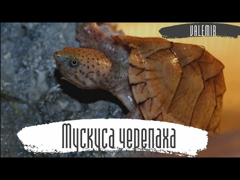 Видео: Мускусная черепаха, уход и содержание