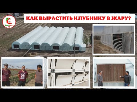 Видео: Как вырастить клубнику в жару? Невозможно? Решение есть - система охлаждения из птицефабрики.