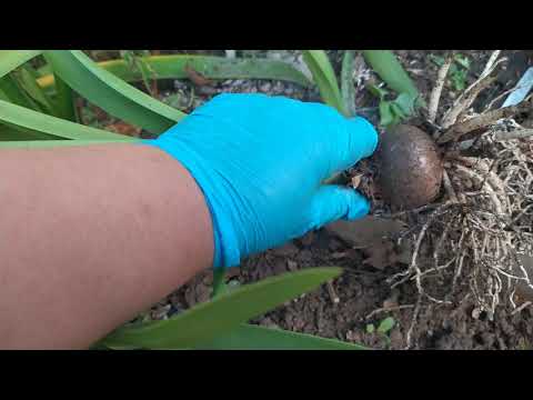 Видео: Сеянцы гиппеаструма выкапываю из открытого грунта.