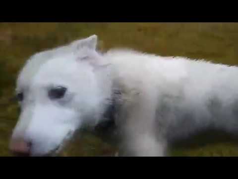 Видео: Родные сёстры Златы