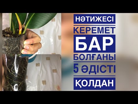 Видео: ФИКУС ГҮЛІНЕ 5 әдісті қолдан. НӘТИЖЕСІ 😳