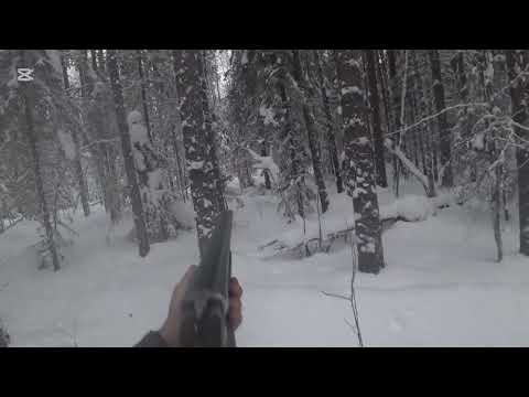 Видео: Охота на Зайца с русско пегой гончей 27.12.24
