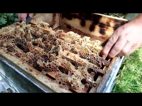 Видео: Подсадка островной матки в семью и др.