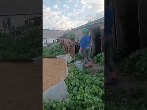 Видео: #жизньвдеревне #сельскоехозяйство #зерно #пшеница #отходы