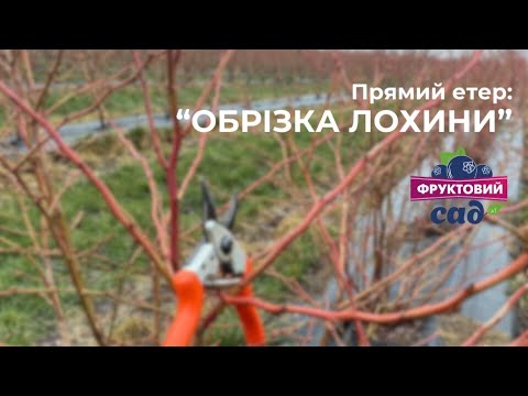 Видео: Особливості обрізки лохини🫐