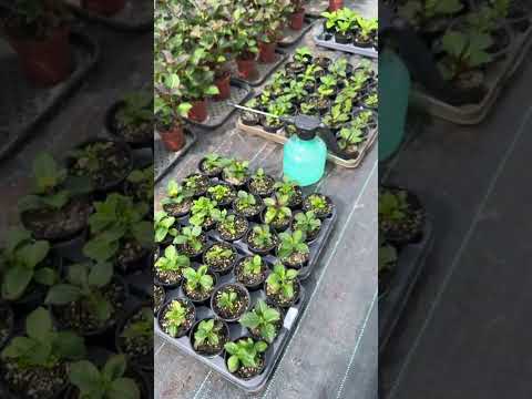 Видео: Формировка крупнолистной гортензии с черенка