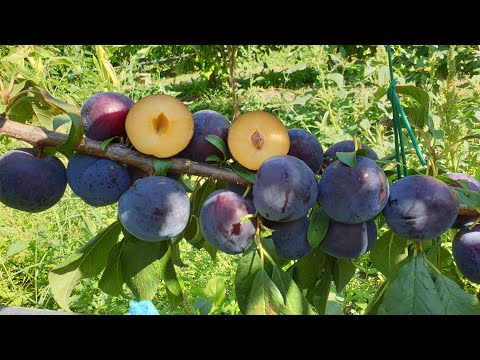 Видео: ДИПЛОИДНАЯ СЛИВА ЭЛЬДОРАДО / PLUM ELDORADO