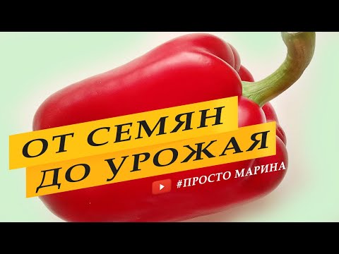 Видео: Перец сладкий. Выращивание перца от семян до урожая.