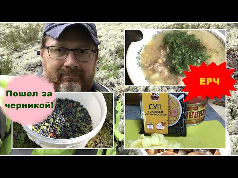 Видео: Пошел за черникой!/ЕРЧ/Дача.