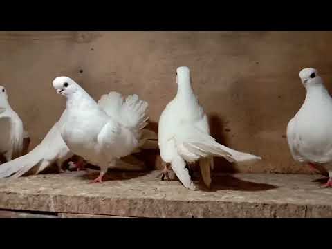 Видео: Крюковские голуби. Показываю по ближе. Часть 3