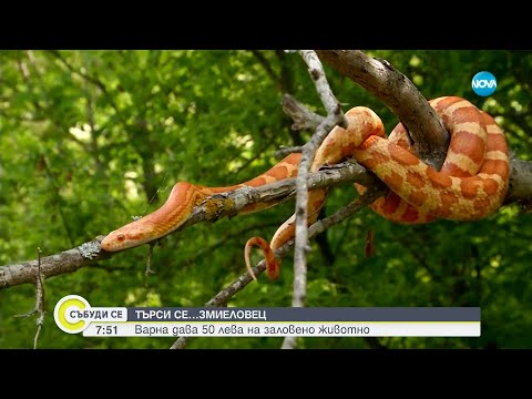 Видео: ТЪРСИ СЕ: Община Варна иска да назначи професионален ловец на змии - Събуди се...(14.05.2023)