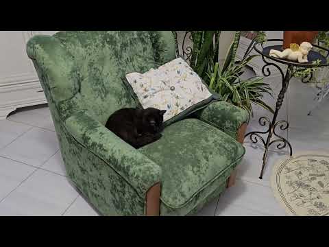 Видео: Коты и цветы.  Как отучить кота грызть растения и не только