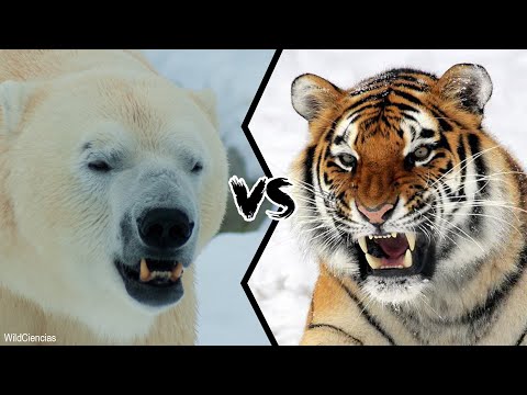 Видео: БЕЛЫЙ МЕДВЕДЬ ПРОТИВ СИБИРСКОГО ТИГРА — Кто победит в схватке?