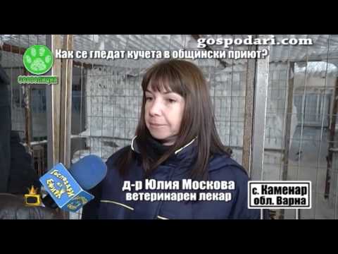 Видео: Как живеят кучетата в общински приют през зимата