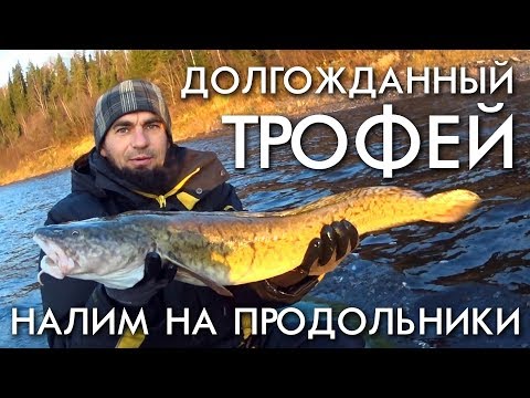 Видео: ТРОФЕЙНЫЙ НАЛИМ НА ЗАКИДУШКИ