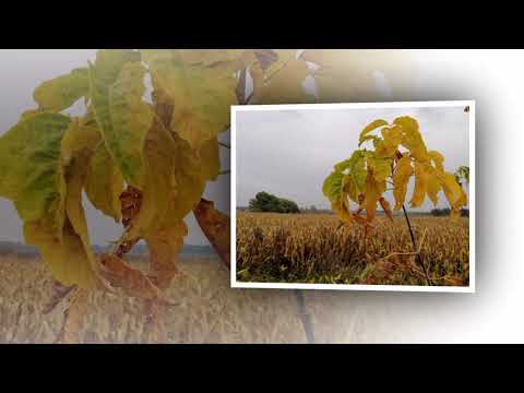 Видео: Осінній блюз