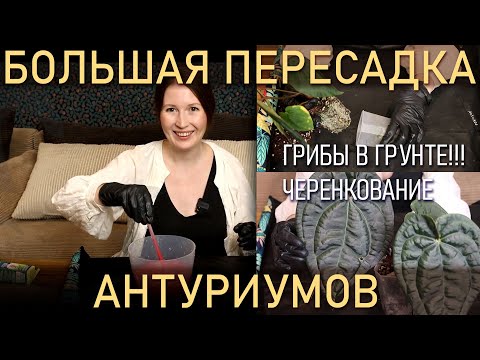 Видео: БОЛЬШАЯ ПЕРЕСАДКА АНТУРИУМОВ. Черенкование, грибы в грунте.