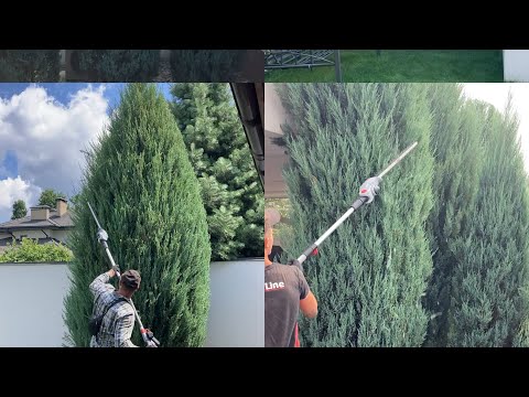 Видео: Как постричь ровно и красиво растения, топиарий туи смарагд, геометрическая форма - конус.1 Урок