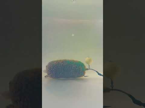 Видео: Will Fish Fall For This Secret Bait? Fishing skills #рыбалка #carp #fishing #carpfishing #angler