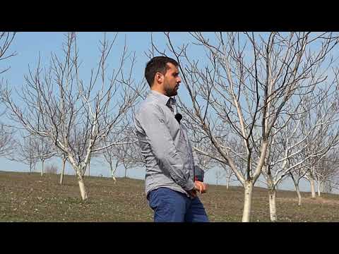 Видео: Деян Герасимов и неговата орехова градина