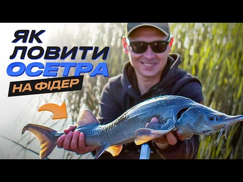 Видео: 😱 ЛЮТО Клюють ОСЕТРИ на ОСЕЛЕДЕЦЬ. Як Ловити Осетра на Фідер?