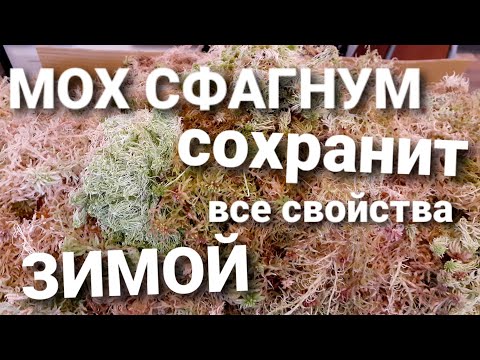 Видео: МОХ/Хранение/Зимой/Как такой можно Продавать/Хранение Мха зимой/Правильное Хранение для Отправок 📦