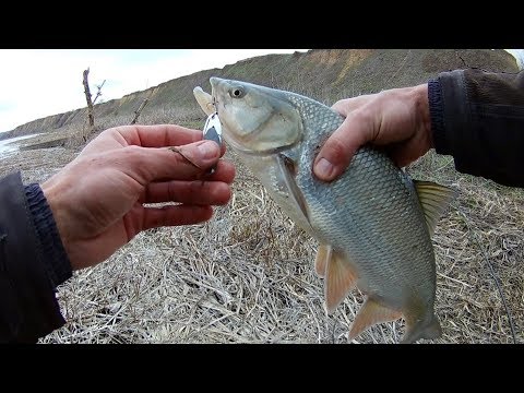 Видео: Разловил китайский KASTMASTER. Жерех Северского Донца.