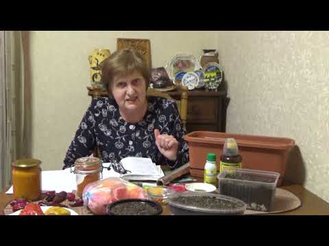 Видео: Крепкая рассада.Слагаемые успеха.