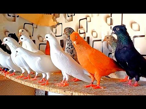 Видео: Голуби Узбекистана. ОБЗОР ПОРОД ГОЛУБЕЙ. Голуби Руслана.