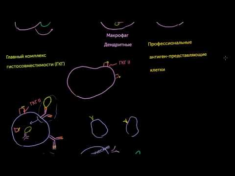 Видео: Т-хелперы