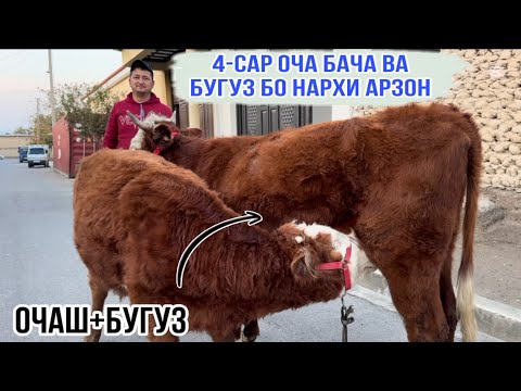 Видео: МОЛҲОИ ХЕЛЕ АРЗОН АЗ ИСМАТҶОН
