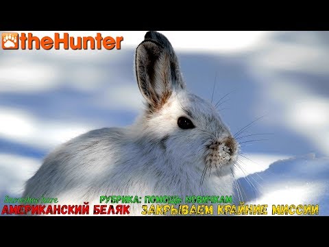 Видео: ♢ theHunter Classic ➫ Рубрика: Помощь новичкам ♢ Snowshoe Hare missions ℘⓷ ➫ американский беляк ♢