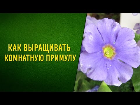 Видео: Как выращивать комнатную примулу