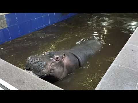 Видео: зоопарк в Караганде Неожиданно увидели это