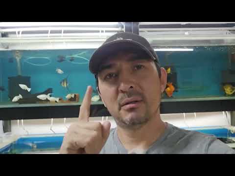 Видео: Аквариум для новичков! Краткая инструкция!
