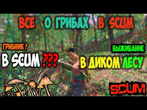 Видео: ГАЙД SCUM | ГРИБЫ | ЕДА ИЗ ПОДНОЖНОГО КОРМА В SCUM. ЖИЗНЬ ИЛИ СМЕРТЬ #scum #скам #выживание #грибы