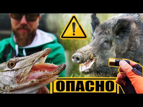 Видео: ОСТРОВЪТ на ПРАСЕТАТА - ЛОВ и РИБОЛОВ на диви прасета и щуки ОПАСНО!!! S. 02 EP. 01 на р.Дунав