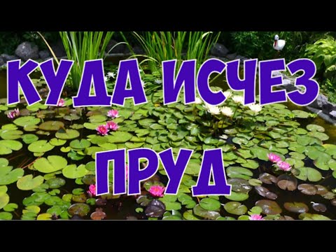 Видео: ЧТО СТАЛО С ПРУДОМ  СПУСТЯ 1 ГОД?