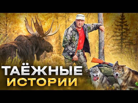 Видео: в тайге Осень, встретил Лосей, потерял собаку, поиски...