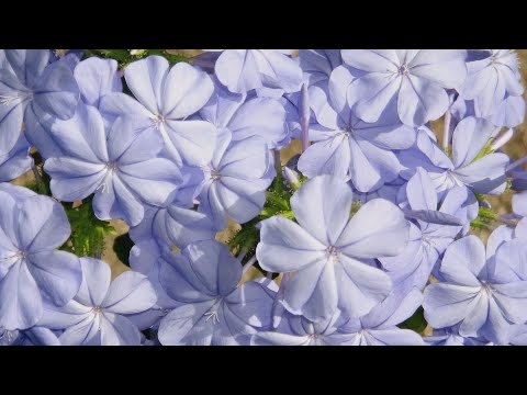 Видео: СВИНЧАТКА ПЛЮМБАГО ОБРЕЗКА, РАЗМНОЖЕНИЕ.