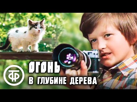 Видео: Огонь в глубине дерева. Короткометражный фильм (1978)