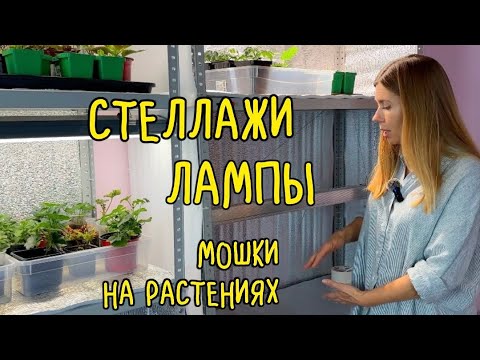 Видео: КАК ОРГАНИЗОВАНЫ МОИ СТЕЛЛАЖИ ДЛЯ РАССАДЫ И ЗИМНЕГО ОГОРОДА. Мошки на комнатных растениях