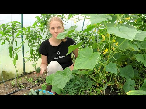 Видео: Первый урожай.  Огурцы поперли и пекинская капуста подошла.