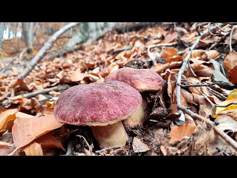 Видео: КОРОЛІВСЬКІ БІЛІ ГРИБИ ЗАПОЛОНИЛИ ЛІС В ПОЧАТКУ ЛИСТОПАДУ