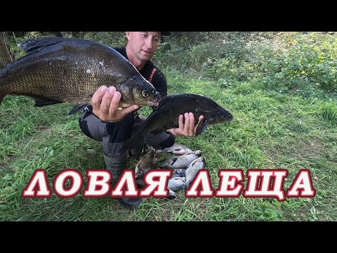 Видео: Ловля леща Осенью! Самый Добычливый способ Ловли Леща.