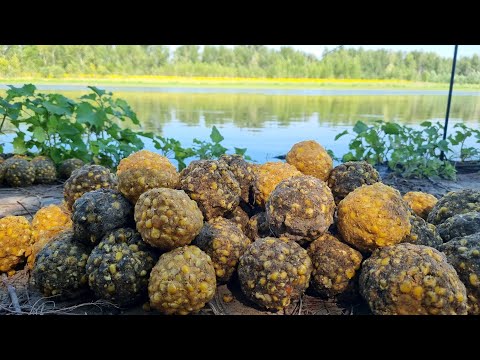 Видео: Карповая рыбалка на реке Ахтуба. В погоне за сазаном и белым амуром.