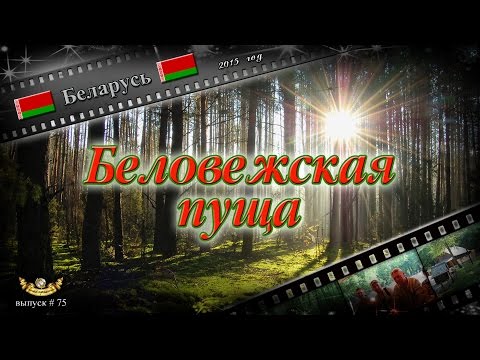 Видео: #75 Беловежская пуща (Беларусь)