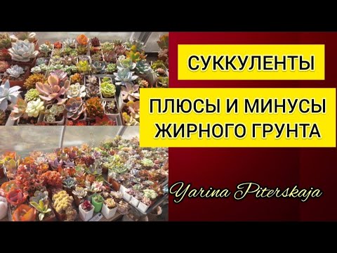 Видео: Суккуленты. Плюсы и минусы жирного грунта.